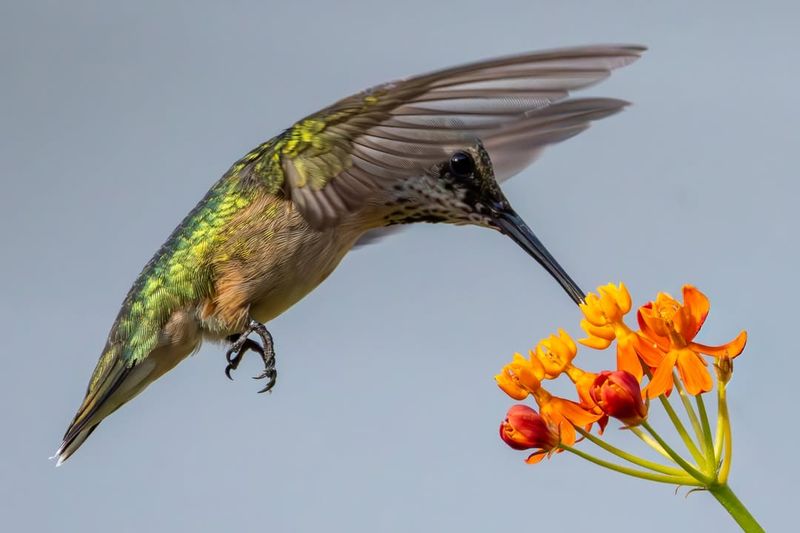 Milkweed Offering More Than Just Monarch Appeal