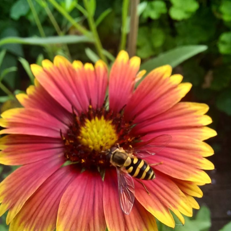Blanket Flower Provides Long-Lasting Nectar Sources