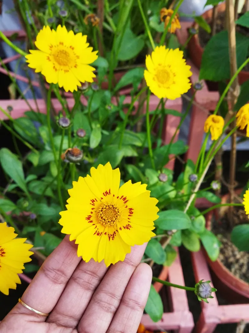 Coreopsis