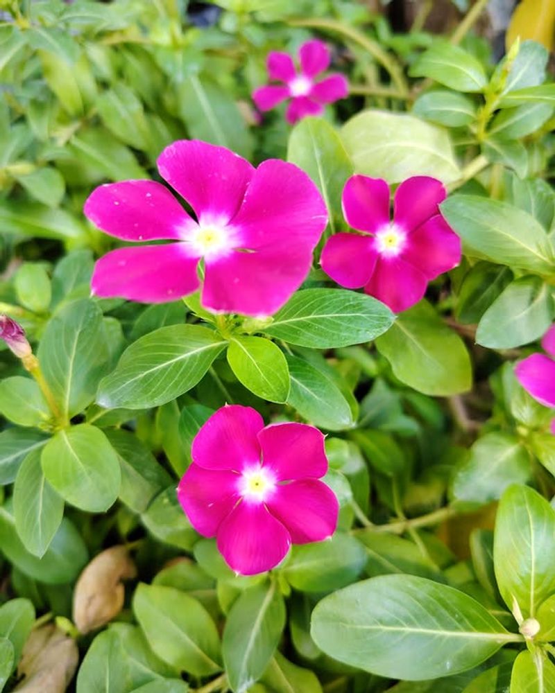 Annual Vinca
