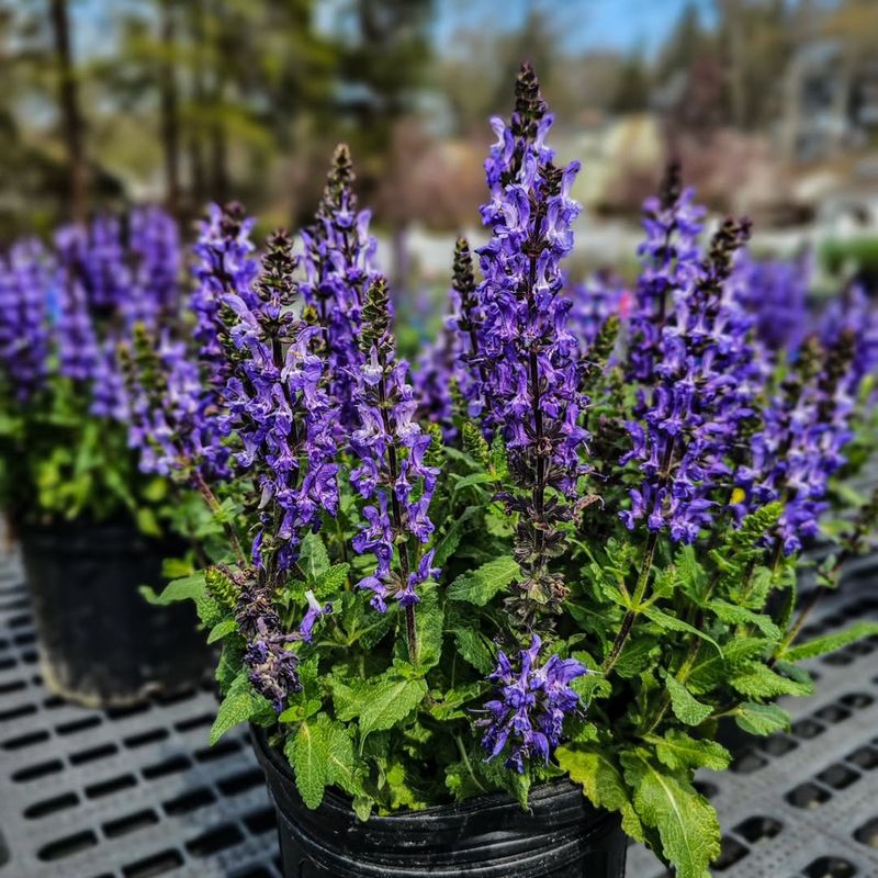Salvia