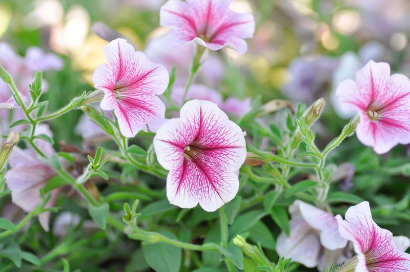 Petunias