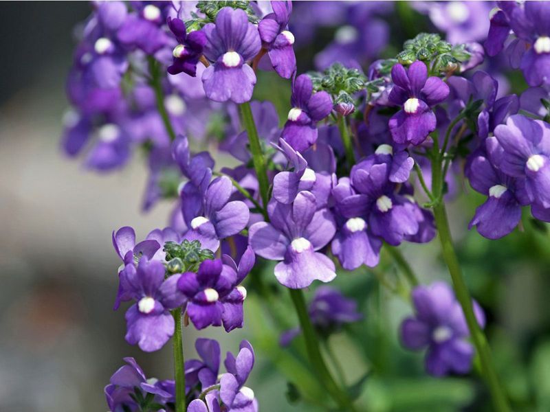 Angelonia Stays Fuller And More Floriferous With Spring Fertilizer