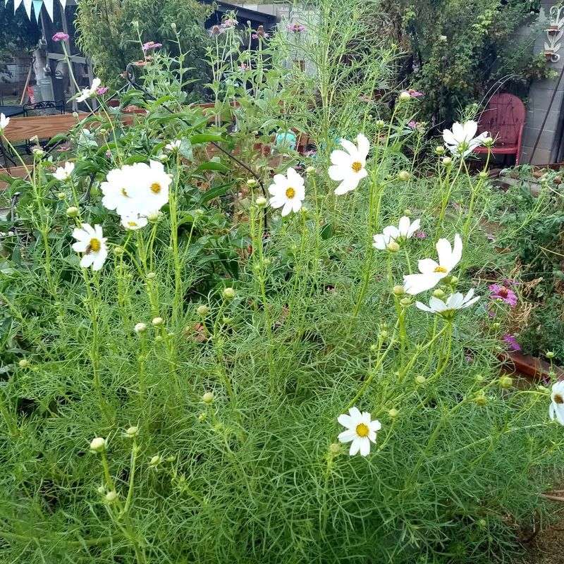 Cosmos Grow Quickly And Flower In Rising Heat
