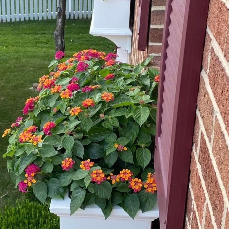 Lantana For Nonstop Desert Color