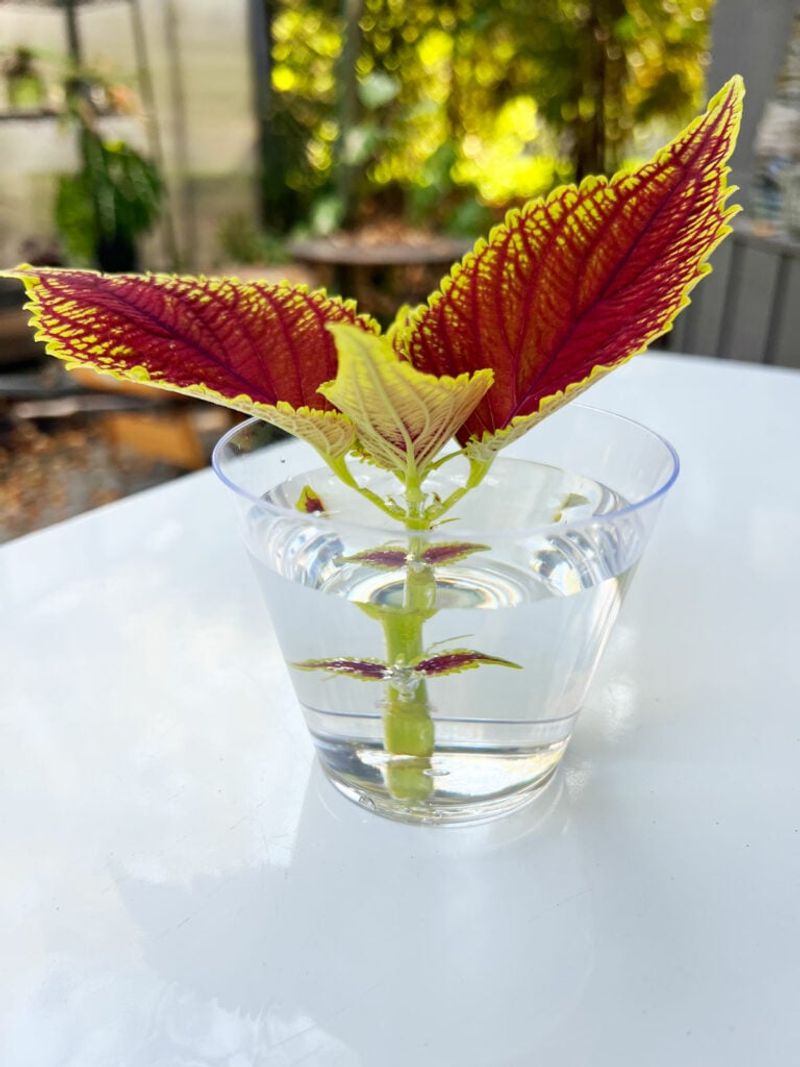 Coleus Creates Fast Color From Almost Any Cutting