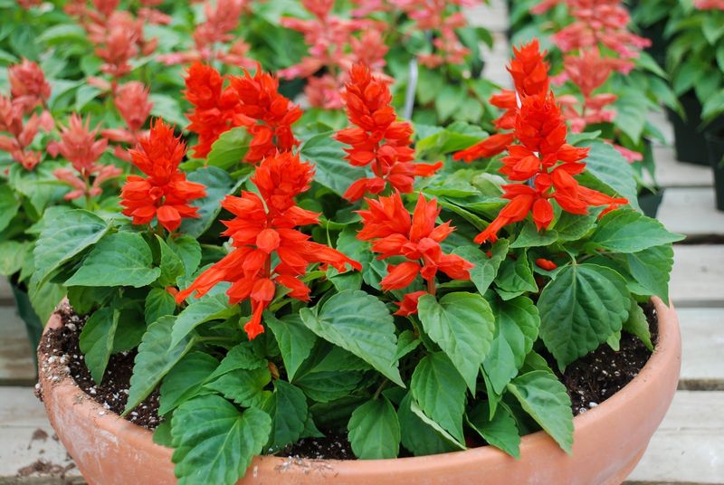 Scarlet Salvia Brings Hummingbirds Back To Your Containers