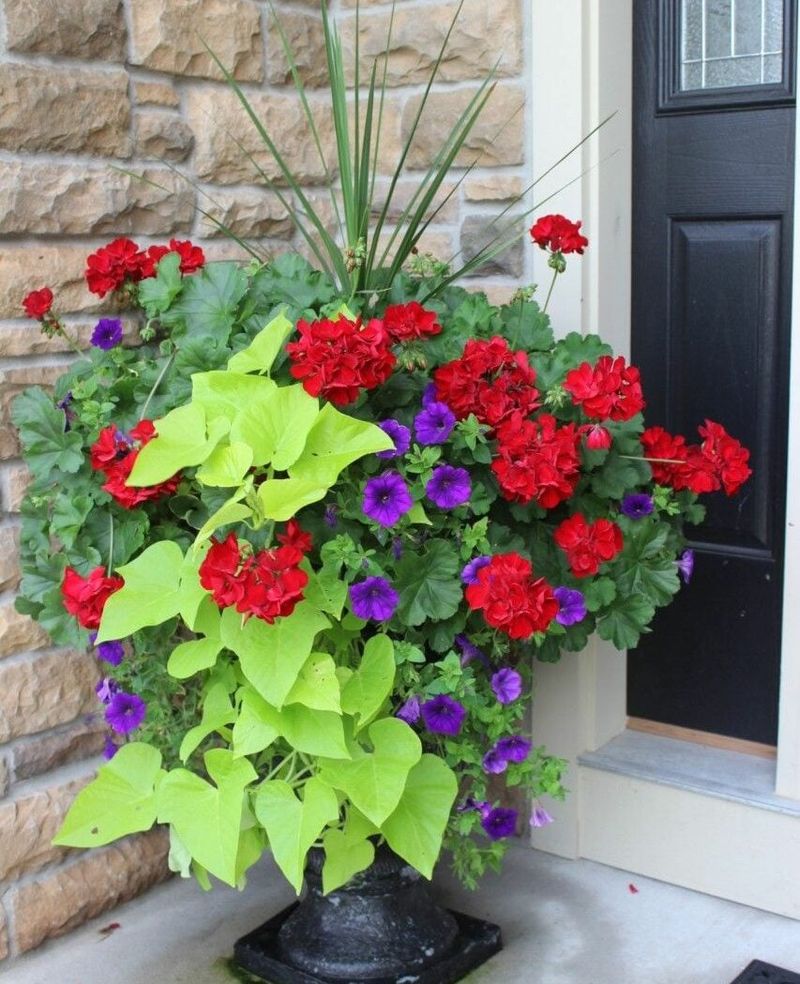 Geranium Adds Classic Color To Patio Pots