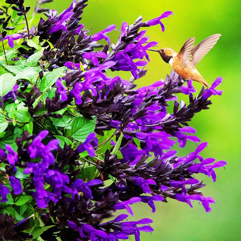 Salvia Handles Heat And Attracts Hummingbirds