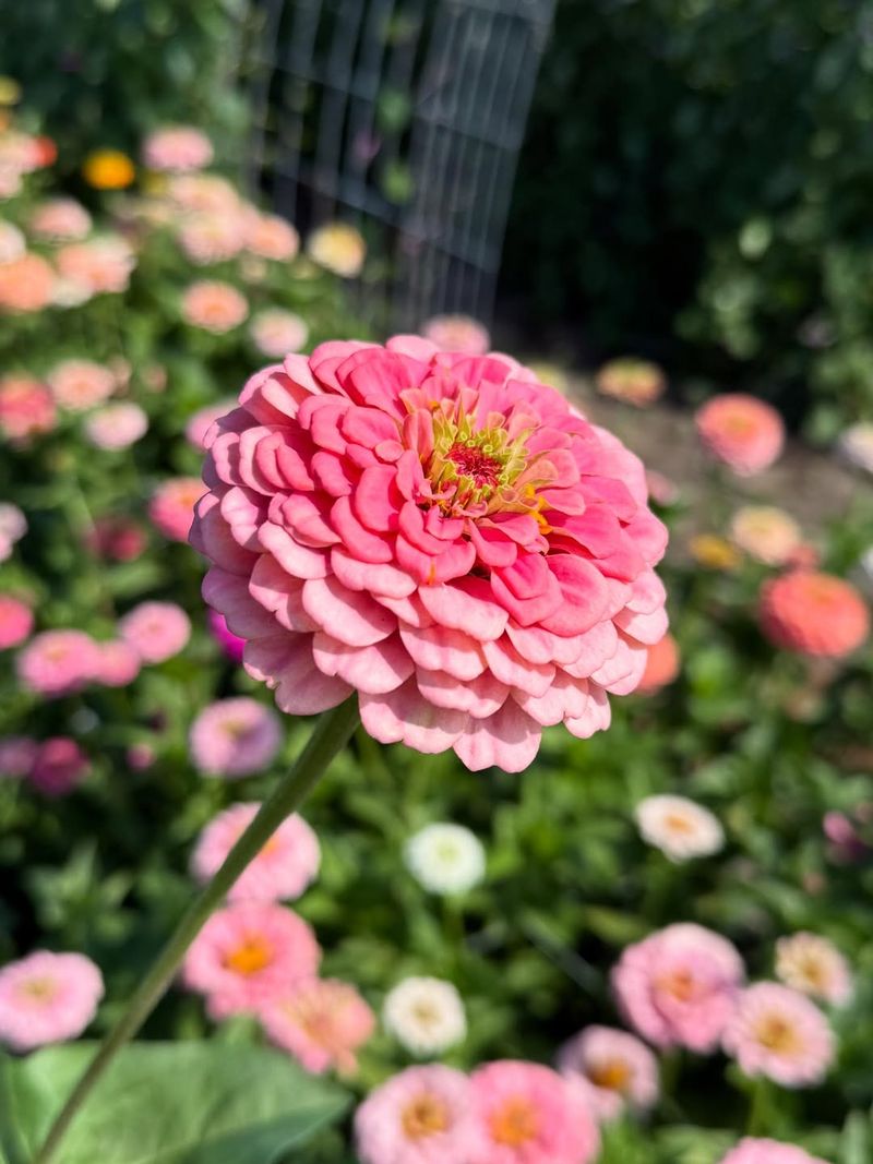 Zinnia (Zinnia Elegans)