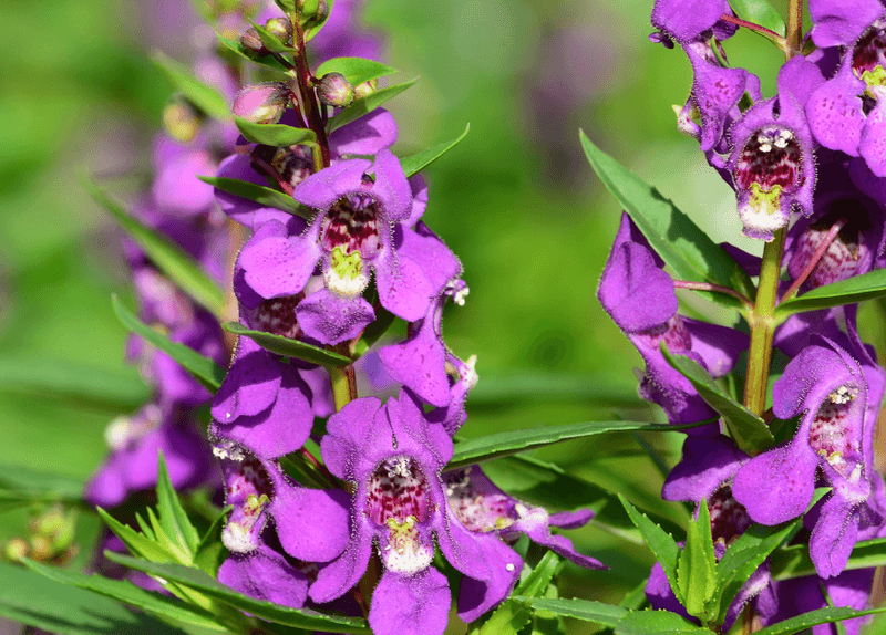 Angelonia (Angelonia Angustifolia)