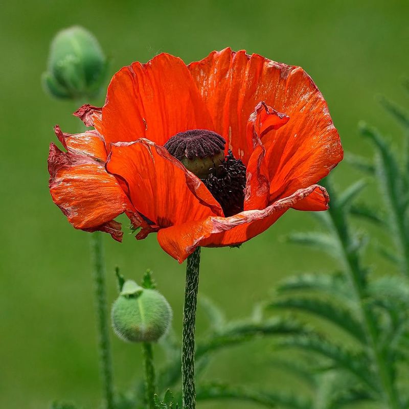 Oriental Poppies