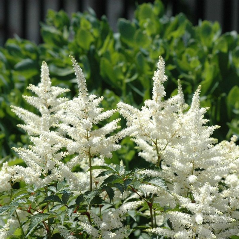 Astilbe
