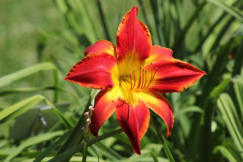 Daylily 