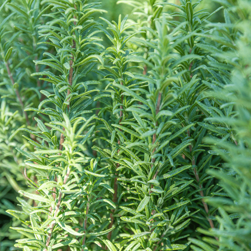 Rosemary Adds Evergreen Form And Herbal Scent