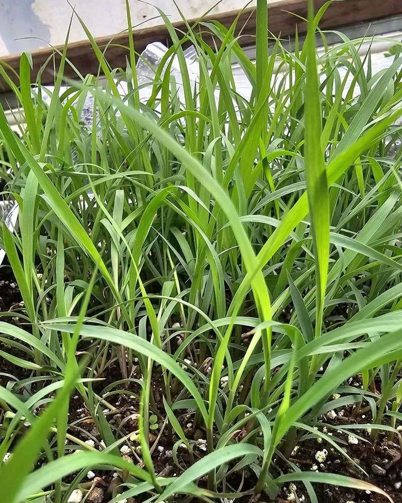 Lemongrass Adds Citrus Oils That Repel Pests