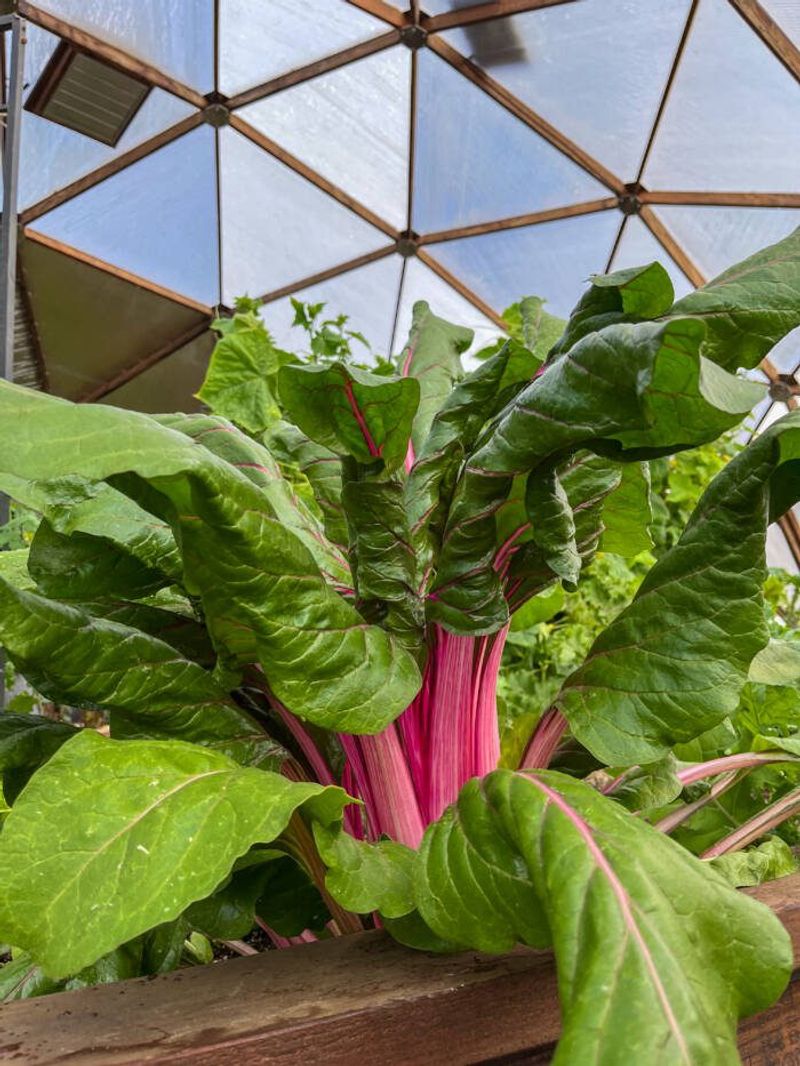 Swiss Chard