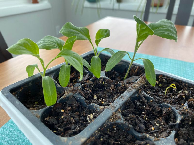 Eggplants Grow Strong When Planted In April Warmth