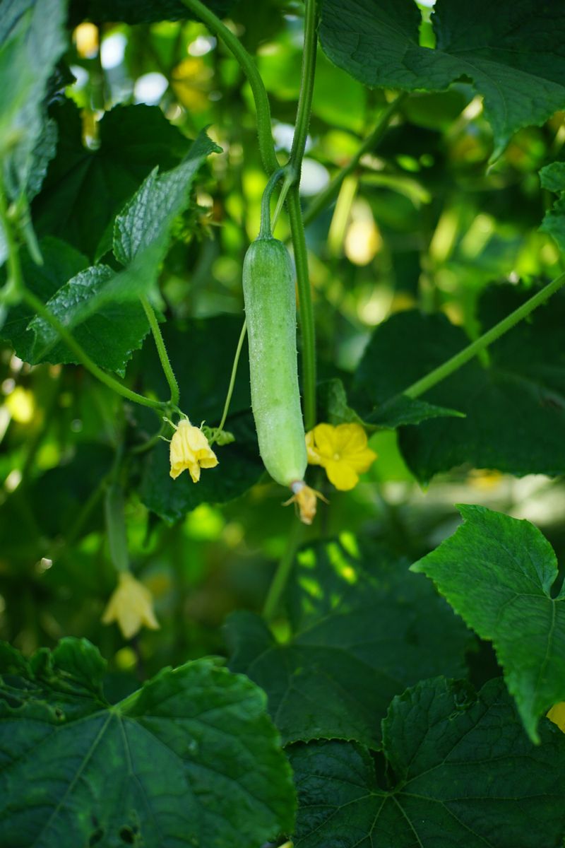Cucumbers Grow Fast In Well-Drained Sunny Beds
