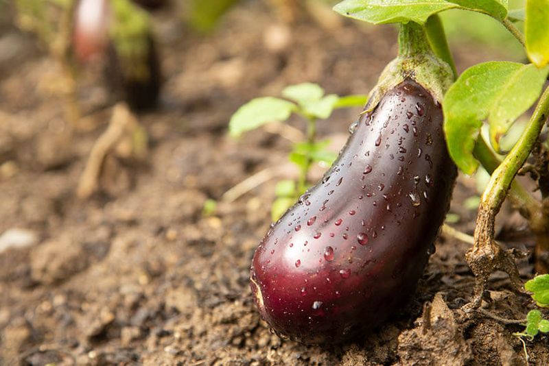 Eggplant A Warm-Weather Garden Favorite