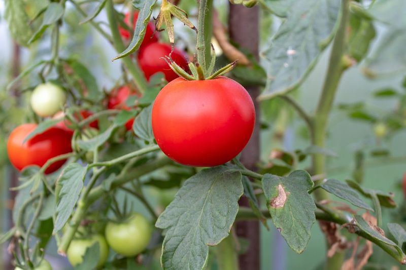 Tomatoes The Ultimate Warm Weather Favorite