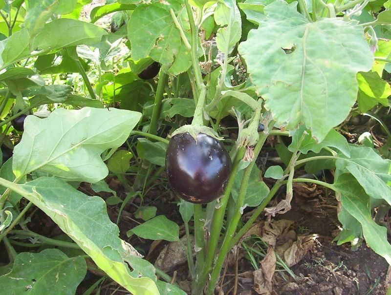 Eggplant (Solanum melongena)