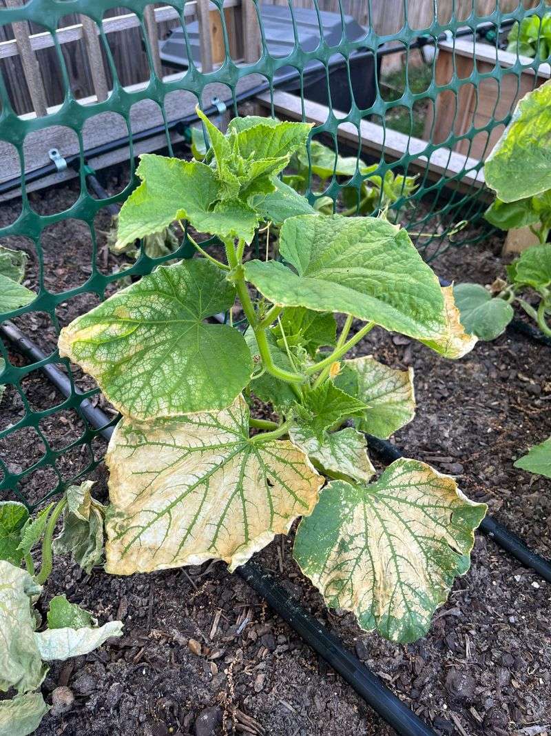 Cucumbers Show Poor Pollination In Heat