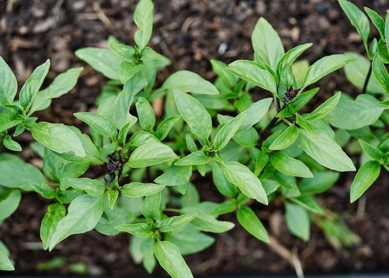 Basil For Fresh Fragrant Kitchen Picks