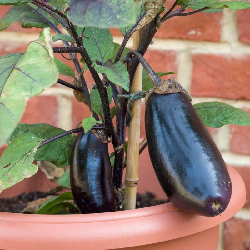 Eggplant Thrives In Heat And Container Spaces