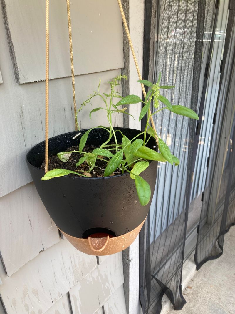 Spinach Stays Productive In Hanging Baskets In Cooler Weather