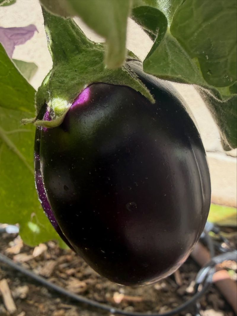 Eggplant