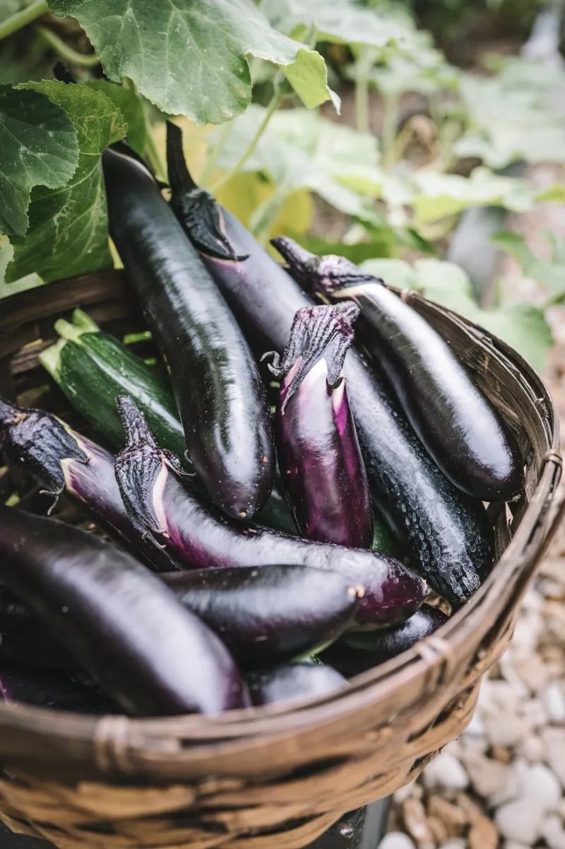 Eggplant