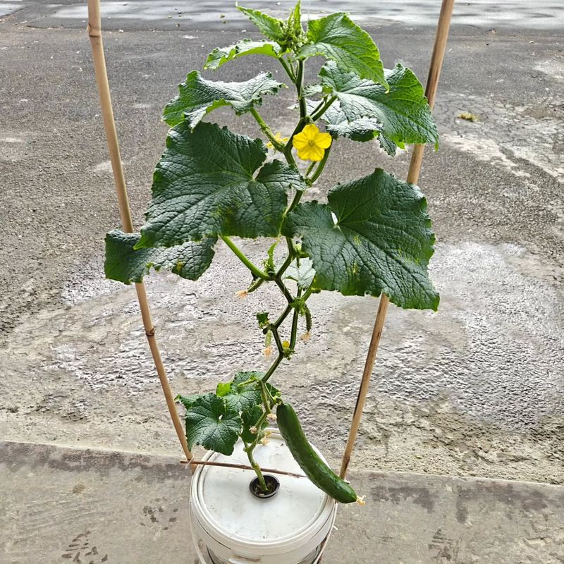 Cucumbers (Bush Champion, Spacemaster)