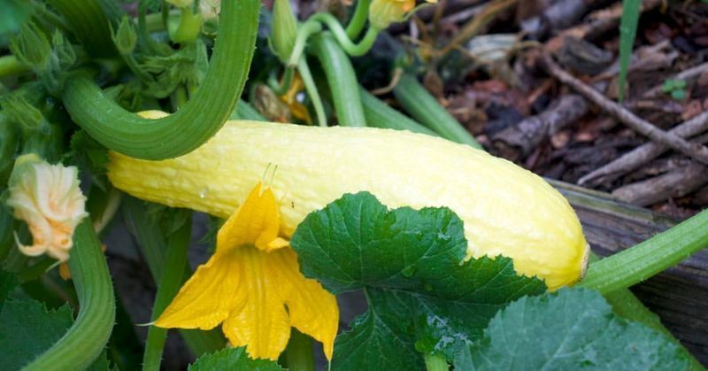 Squash Can Wilt Fast In Rising Heat