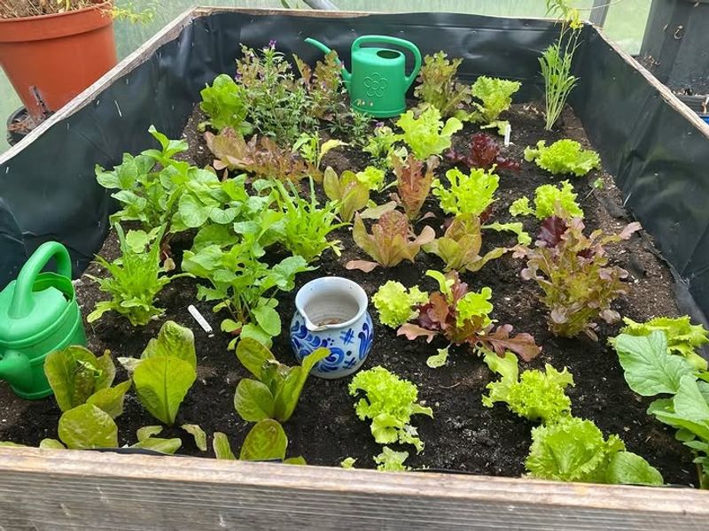 Lettuce For Quick And Easy Harvests