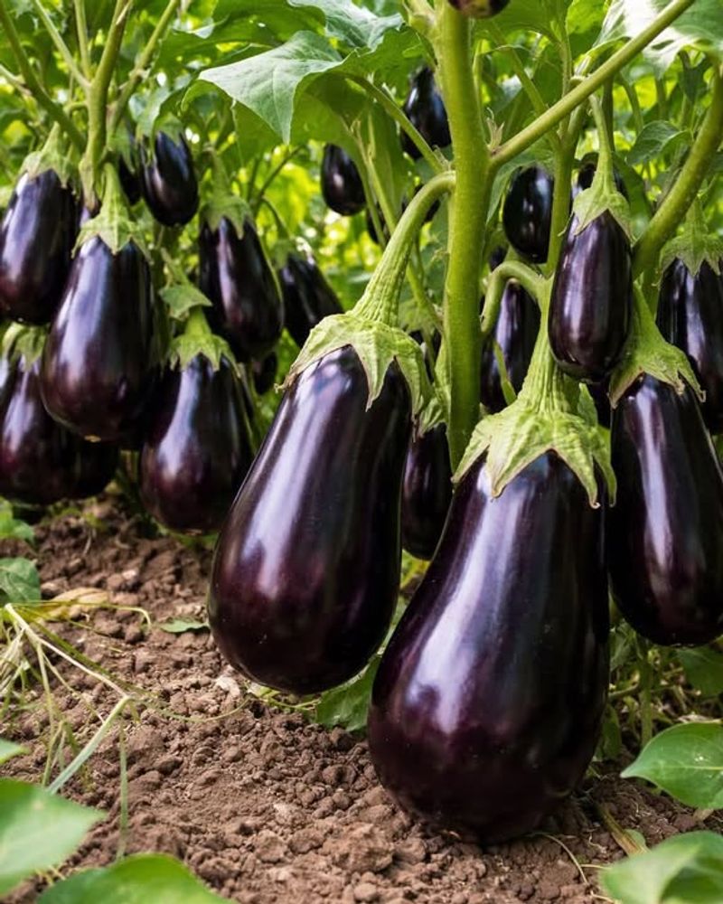 Eggplant Growing Fast And Producing Nonstop In Warmth