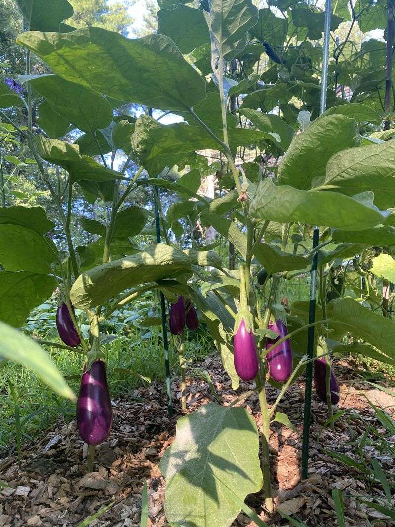 Eggplant Grows Strong Stems And Shiny Fruits In Arizona Sun
