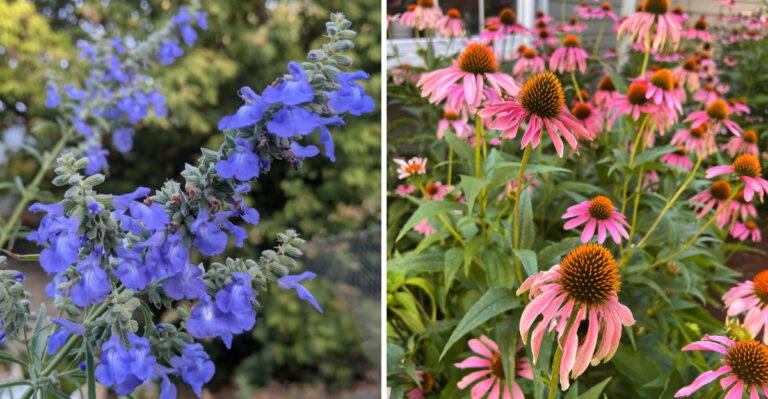 Salvia and Coneflower