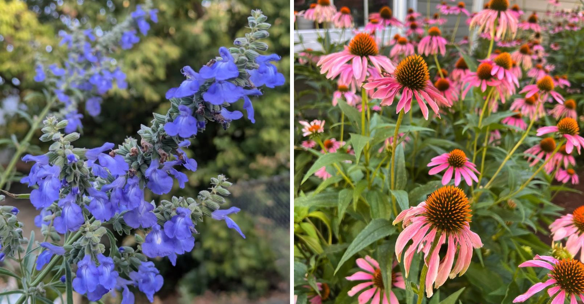 Salvia and Coneflower