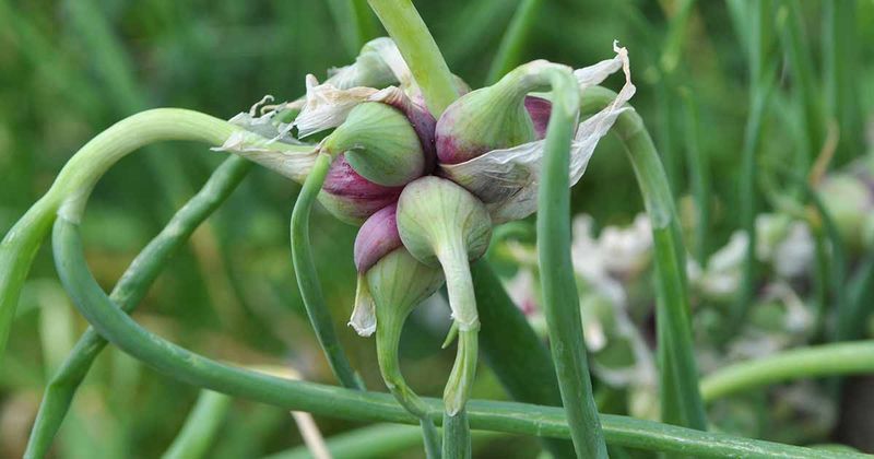 Walking Onion Offers Bulbs And Greens That Self-Propagate