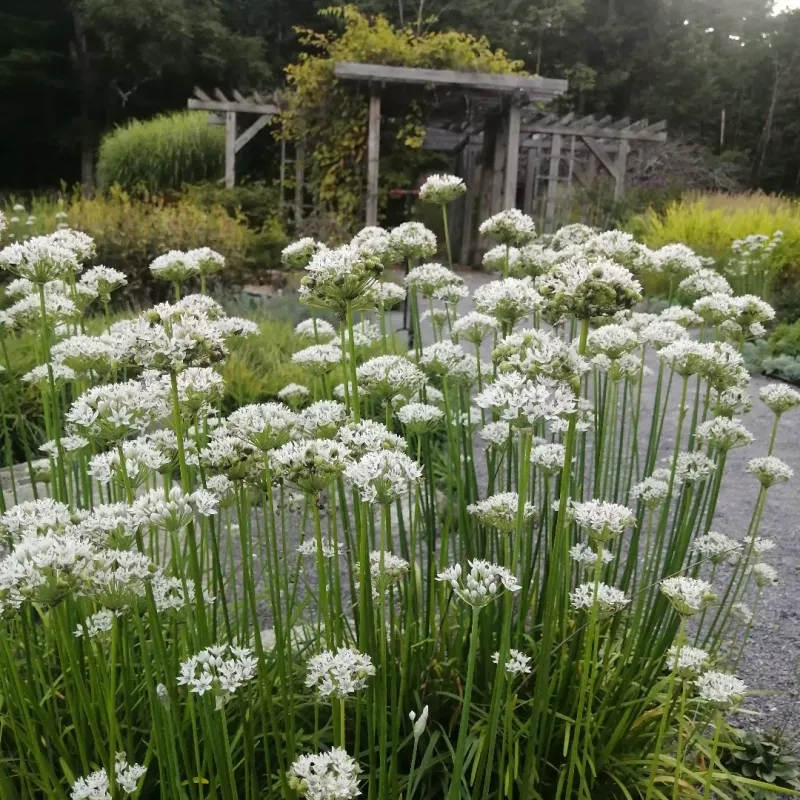 Garlic Chives Return Each Year And Spread Slowly