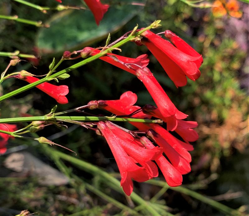 Firecracker Plant Steals The Show With Nonstop Red