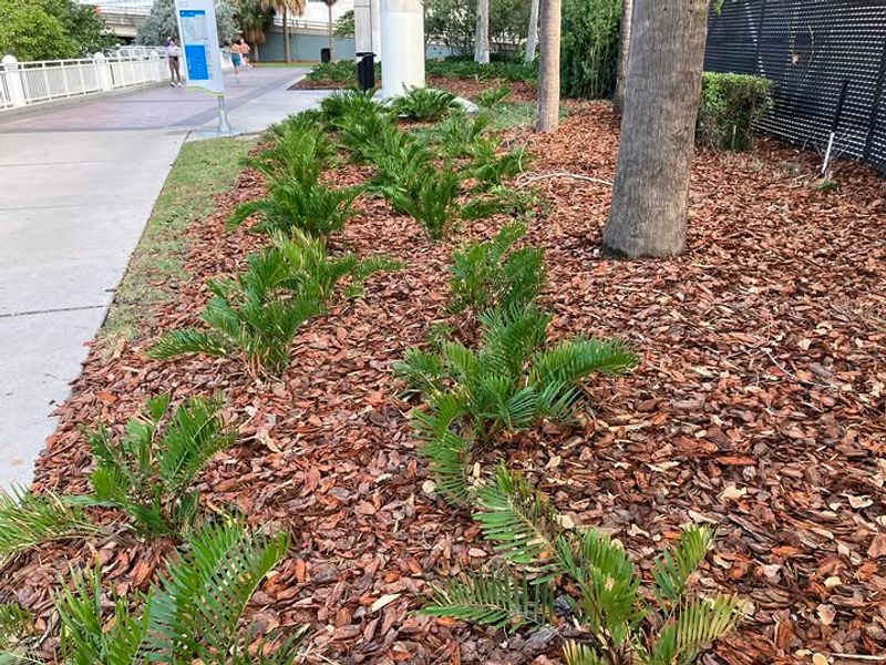 Coontie Gives Walkways A Polished Look