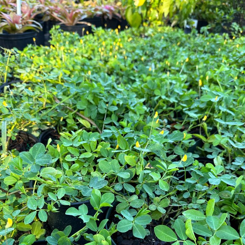 Florida Heat And Sandy Soil Barely Slow This Groundcover Down