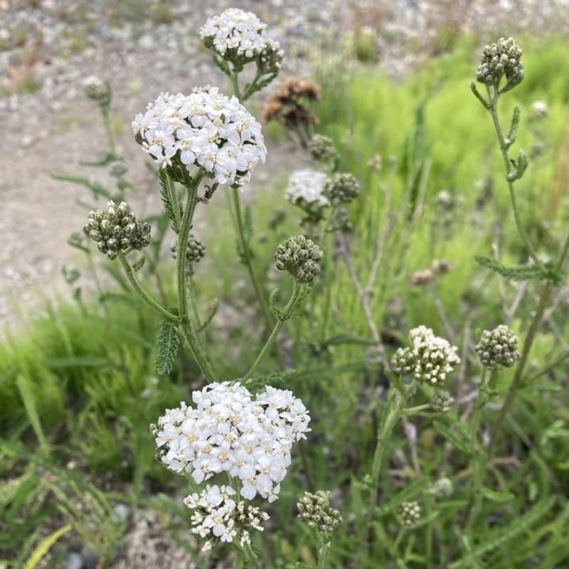 Yarrow Handles Heat And Dry Soil While Blooming Steadily