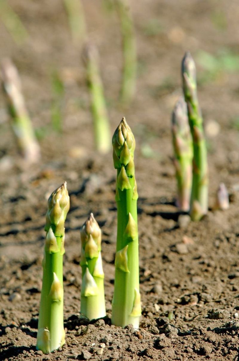 Asparagus 