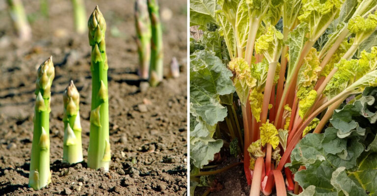 asparagus and rhubarb