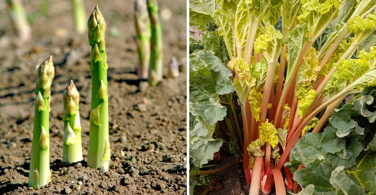 asparagus and rhubarb