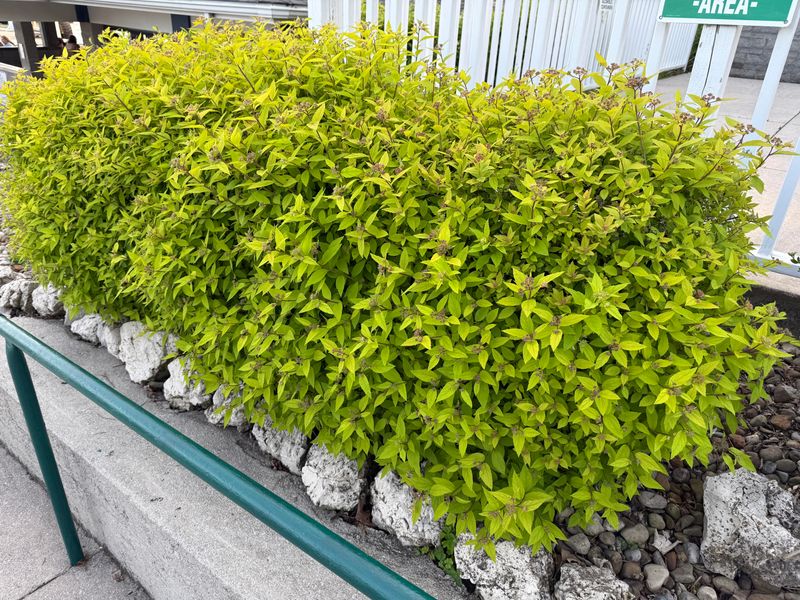 Shrubs Bring Shape To Sparse Beds