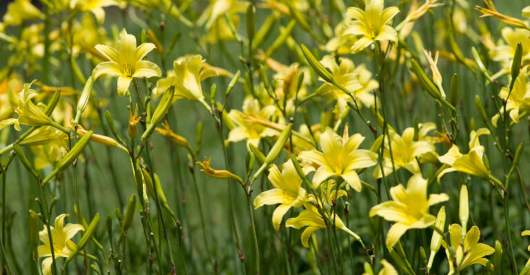 yellow daylilies